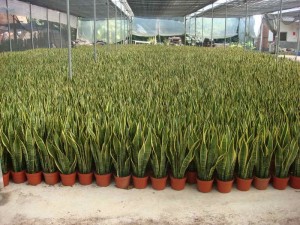 Laurentii hästi kasvavate roheliste taimede hulgimüük Bonsai Sansevieria Trifasciata