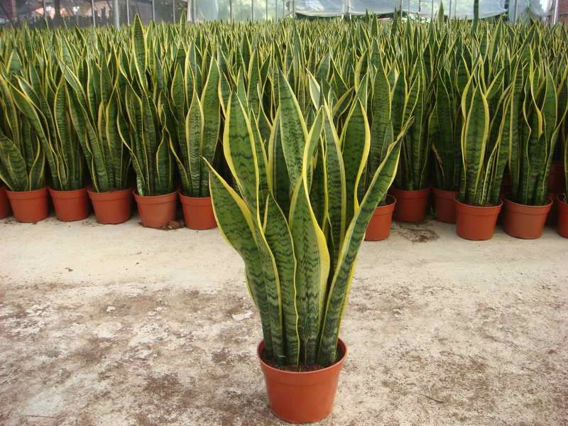 Laurentii aug labi zaļie augi vairumtirdzniecība Bonsai Sansevieria Trifasciata