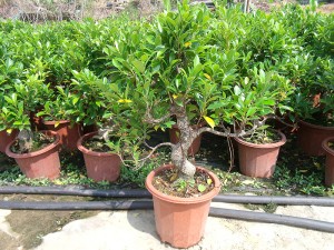 Ficus Formosan Maxim Ficus Retusa Թայվան Ficus Bonsai
