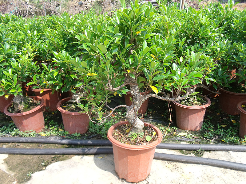 Ficus Formosan Maxim Ficus Retusa Taiwan Ficus Bonsai