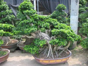 Zhangzhou ขายส่ง Big Airroots / Forest / Big S-shape / Horse Roots / Pan Shape Ficus Bonsai Trees
