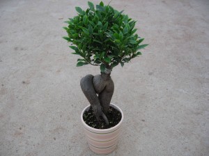 Gensing cepljeni fikus bonsaj