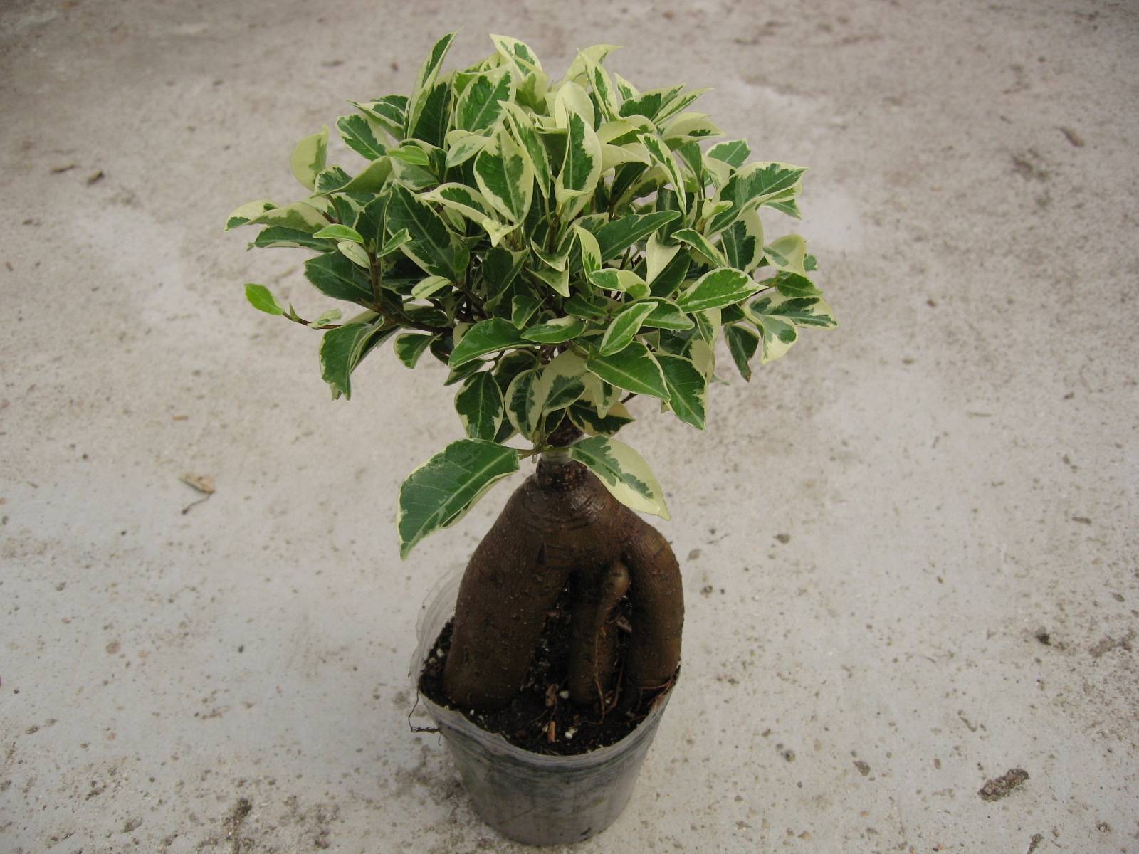 Gensing uzpotēts Ficus Bonsai