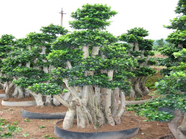 Hiasan Lansekap Tangkal Ficus ageung Pikeun Jalan / Rumah Makan / Villa