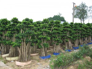 Zomera Zamasamba Ficus Microcarpa Bonsai Forest Shape