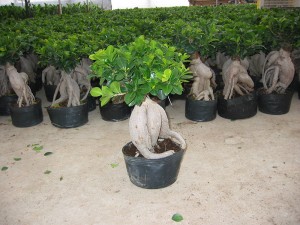Ginseng Ficus Microcarpa හි විසිතුරු බොන්සායි පැල