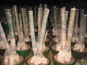 Viengubo kamieno Pachira Macrocarpa lapijos bonsai augalai
