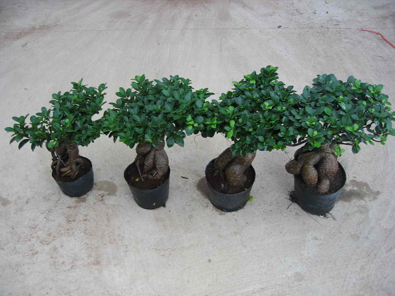 Okrasné bonsajové rastliny ženšenu Ficus Microcarpa