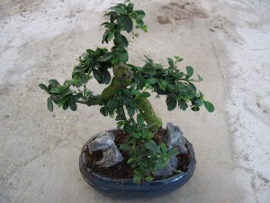 Naravni okrasni bonsaj Carmona Microphylla