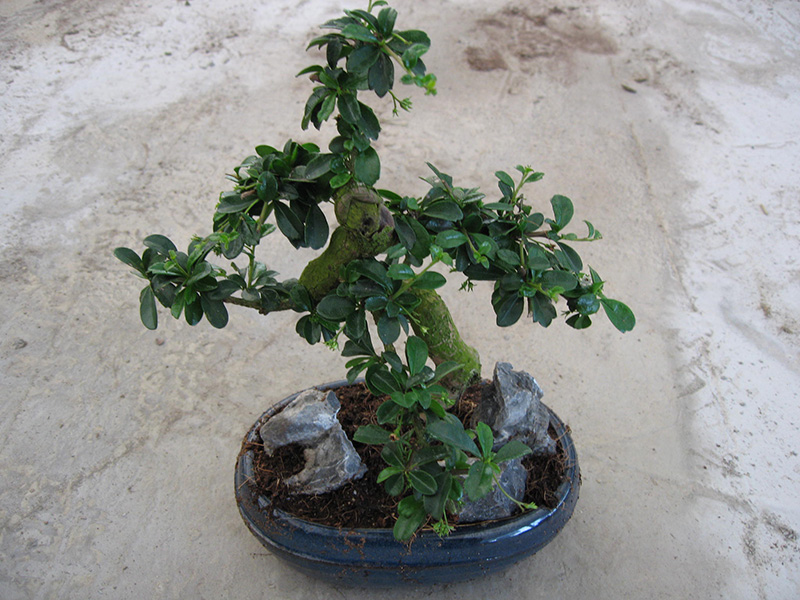 Dabīgais dekoratīvais Bonsai Carmona Microphylla