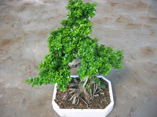 Elav taim S kujuga bonsai fikusse esiletõstetud pilt