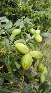 Erinevate sortide ehtsad pekanipähkli seemikud