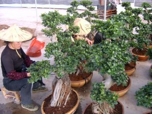 Elav taim S kujuga bonsai ficus