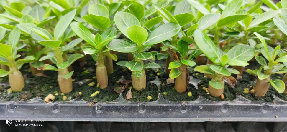 Adenium Obesum Seedlings သဲကန္တာရနှင်းဆီပျိုးပင် Non-grafted Adenium