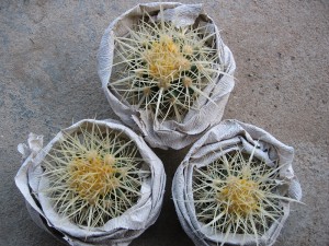 کاکتوس بشکه طلایی چینی Echinocactus Grusonii Hildm