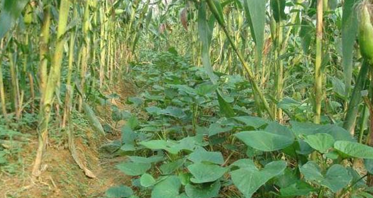 Technical Guidelines for the Use of Herbicides in Soybean and Corn Ribbon Compound Planting in 2023(1)