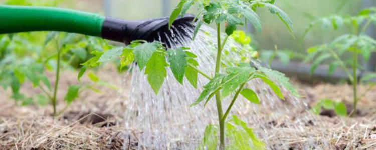 5 Important Watering Rules for Growing Tomatoes