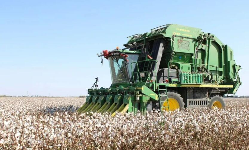 Growing Cotton: Key Considerations for Successful Cultivation