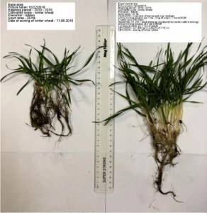 Fertilizer Rooting fertilizer CAS:16455-61-1