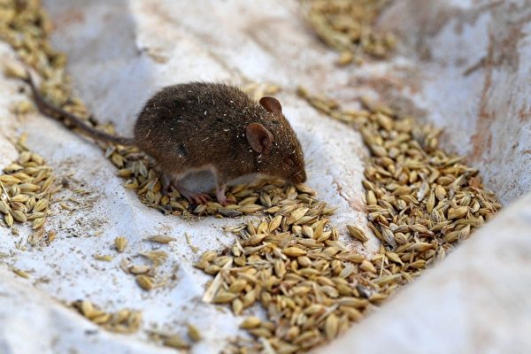 Keeping Your Home Rodent-Free