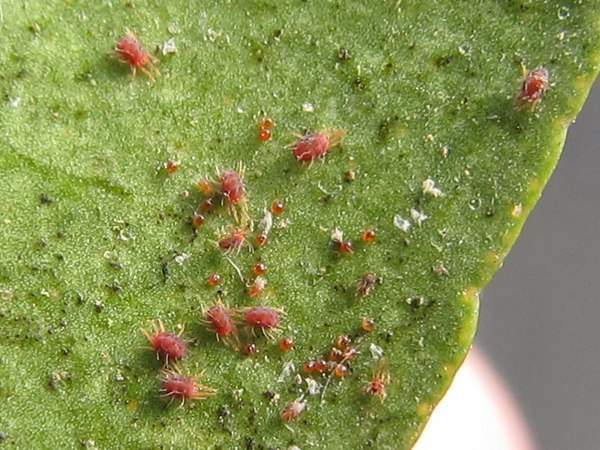 Fight red spider mites