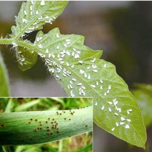 Effect on eggs, larvae and nymphs farm pesticide 110g/L 30% SC kill acaricides insecticide etoxazole