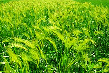 Wheat herbicide