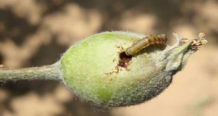 Use of spinosad biopesticides in fruit tree cultivation