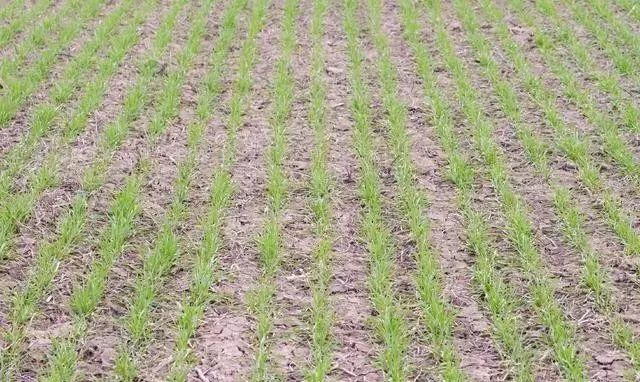 When is wheat best for weeding? 90% of farmers don’t know how to control Jijie wheat