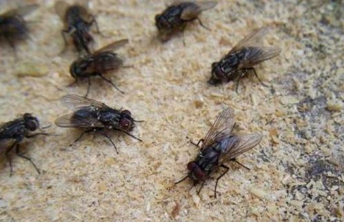 Defending Against Flies: A Guide to Pest Control