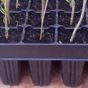 Seed Cell Trays Trays Propagation Reusable