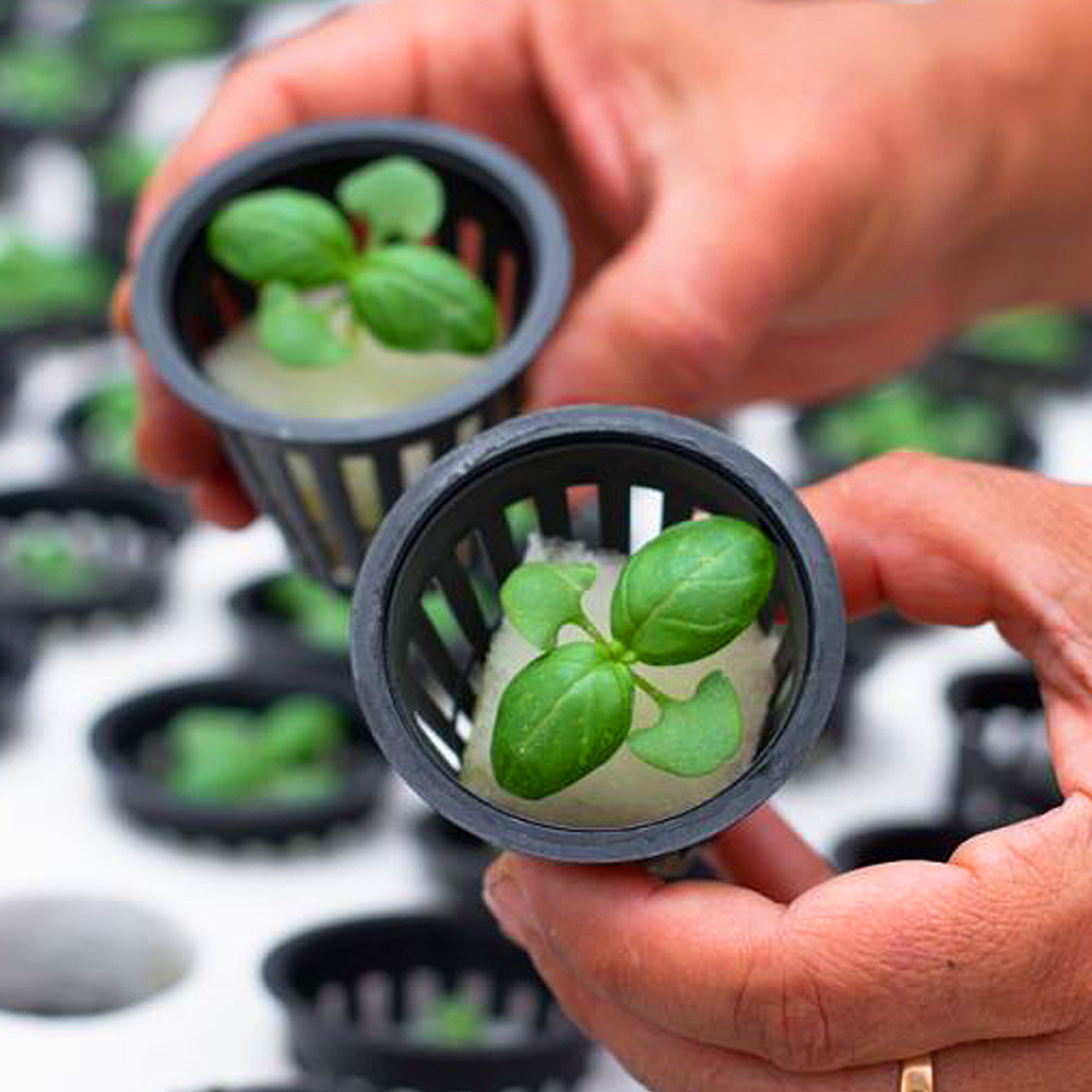 Почему стоит выбрать гидропонику для выращивания растений