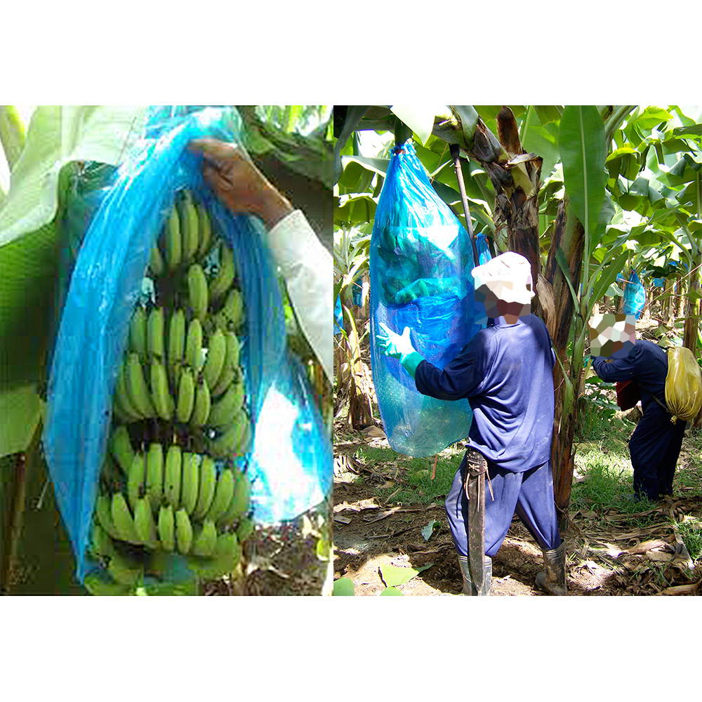 Opatrenia pri balení banánov