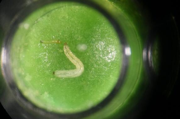 New binary toxins found in fight against devastating western corn rootworm pest