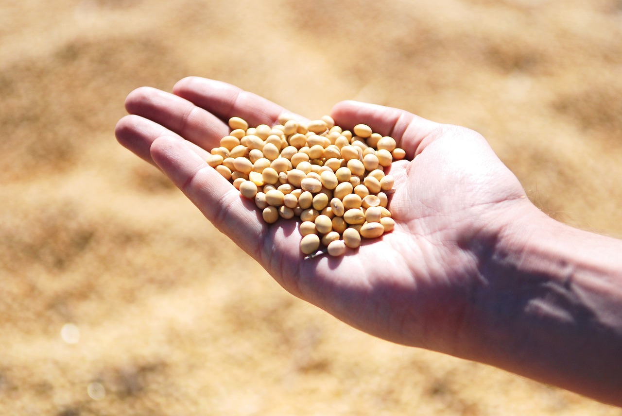 China buys 70% of Brazil’s soybean exports