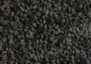 Black Tartary buckwheat husk