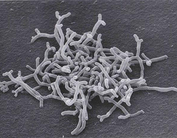 Bifidobacterium-Bifidum