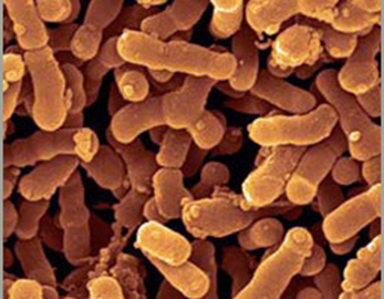 Bifidobacterium-Breve