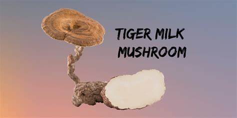 The Amazing Health Benefits of Tiger Milk Mushroom Extract as a Supplement