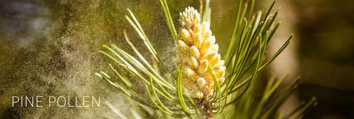 The Power of Pine Pollen Powder: A Natural Superfood