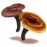 Органічний порошок екстракту грибів
