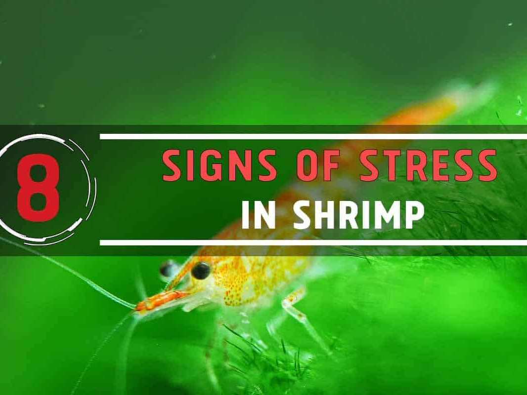 8 Signs Your Shrimp is Suffering from Stress