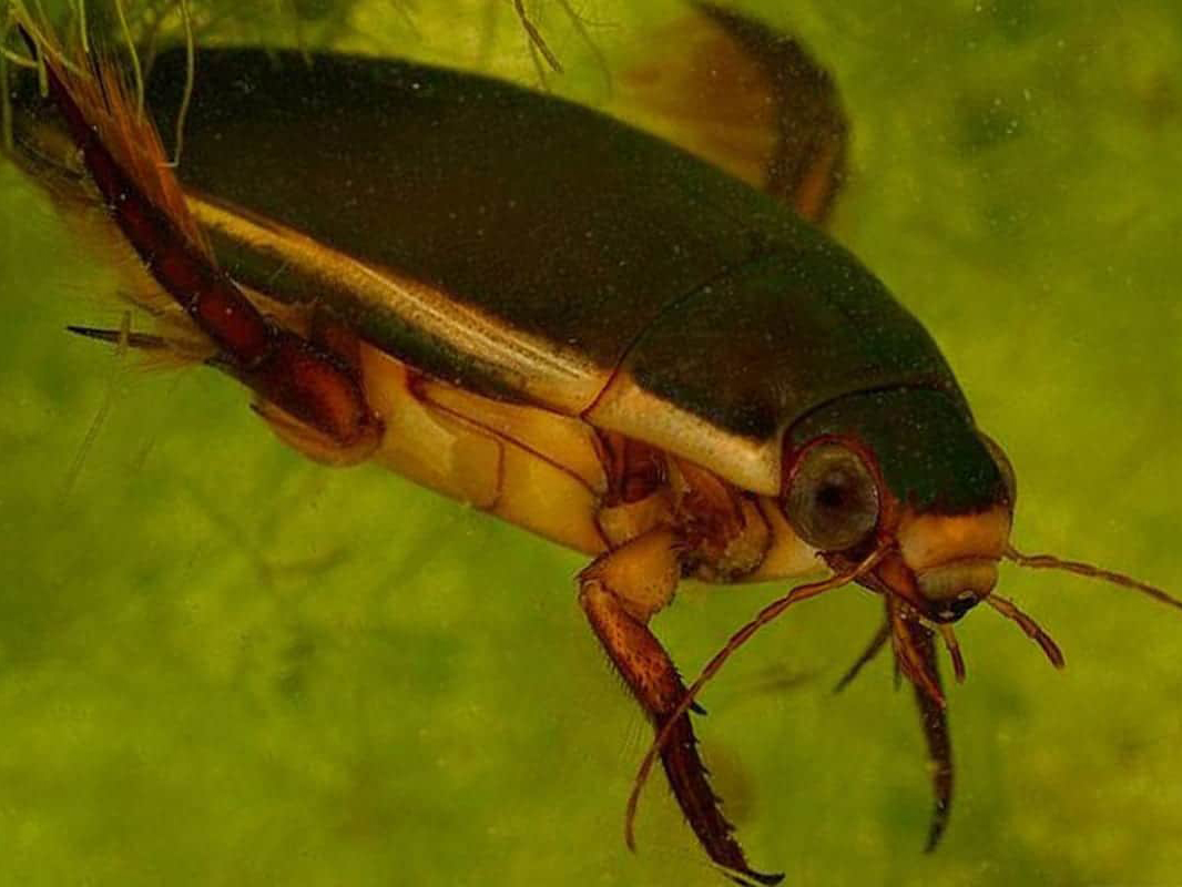 Profile of Diving Beetles: Monsters in Shrimp and Fish Tanks
