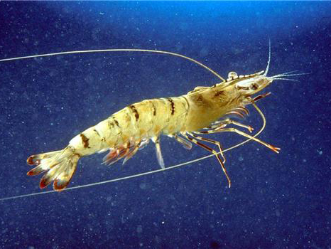 Aeration Technology Enhances Shrimp Farming Sustainability