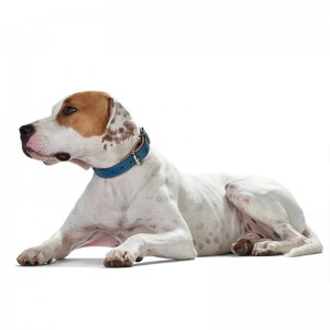 OEM Logo Luxury Leather Pet Dog Collars Manufacturer