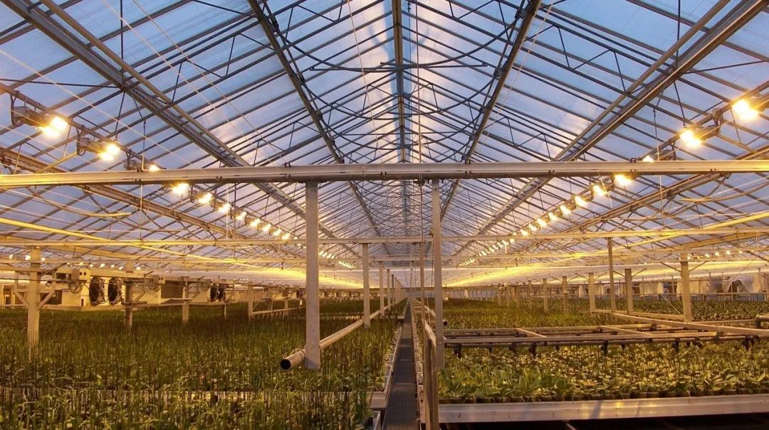Os principios, características e perspectivas de aplicación das luces de crecemento das plantas