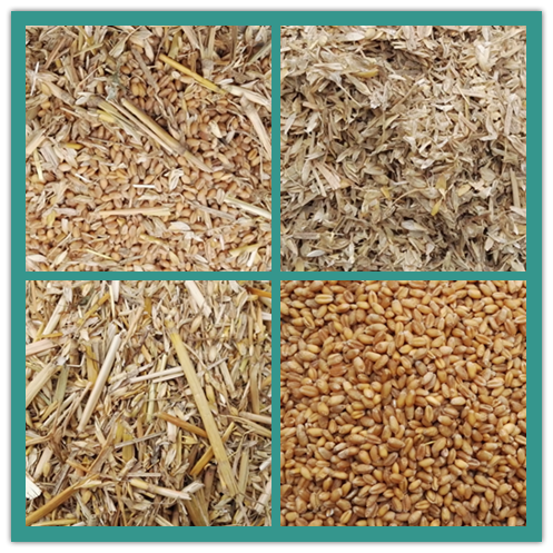 Limpieza de semillas de trigo