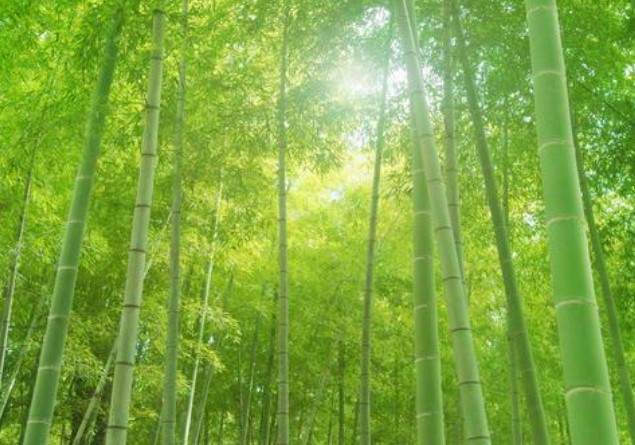 Како се праве пелене од бамбуса?