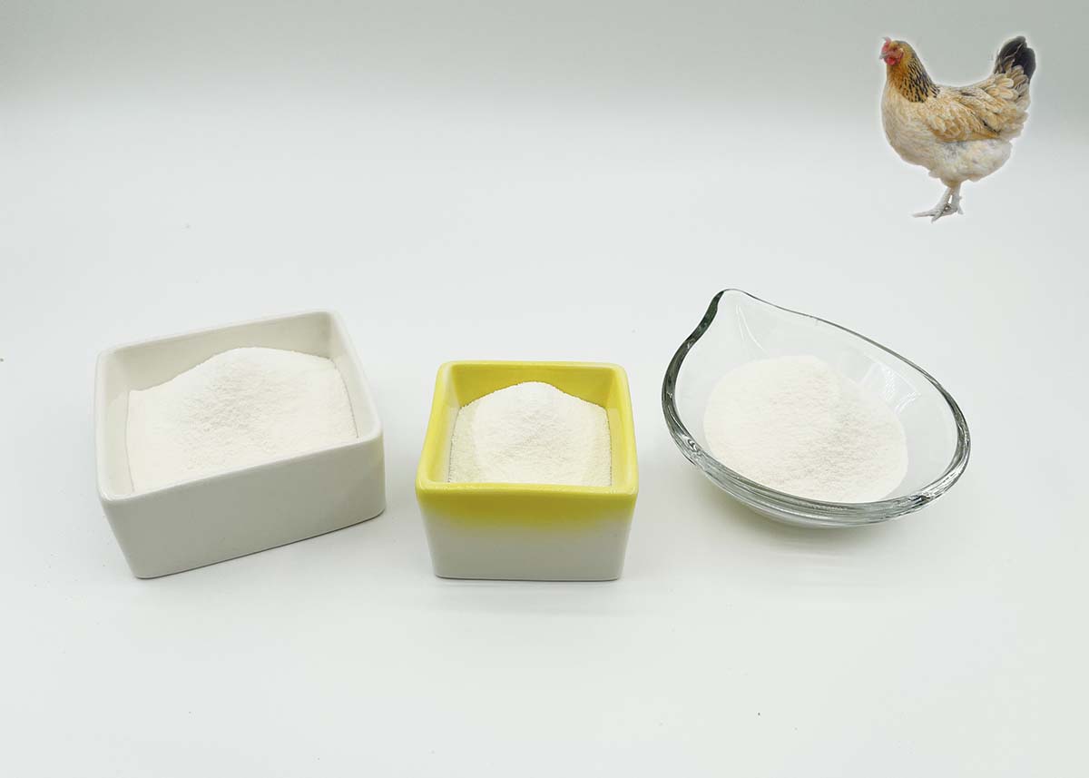 What do you need to know about Chicken Collagen type ii ?