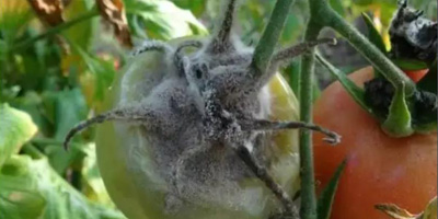 Prevention and treatment of gray mold of tomato